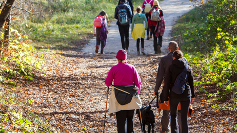 Weekly Activities Walks Website