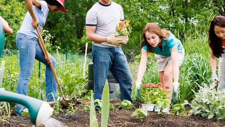 Weekly Activities Gardening Website